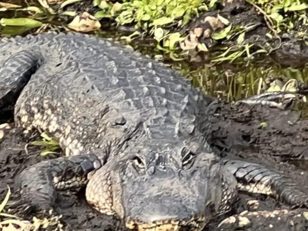 An alligator resting on the mud